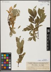 Foto von Salix hastata L.